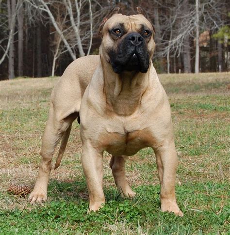 african boreal dog|boerboel dog.